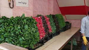 سبزی فروشی مهرابی