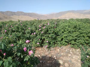 ویشته نطنز
