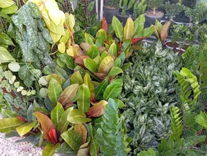 گلخانه روزِسبز 2