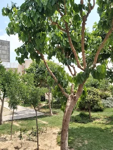 بوستان گلنوش