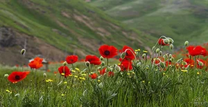طلافروشی نایس