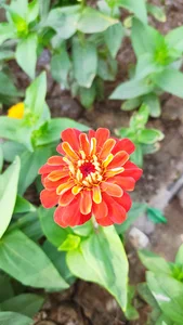 باغ گیاه‌شناسی کاشان