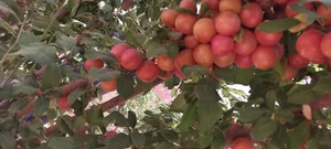 موقعیت باغ علویجه