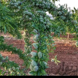 نهالستان محمود رونق