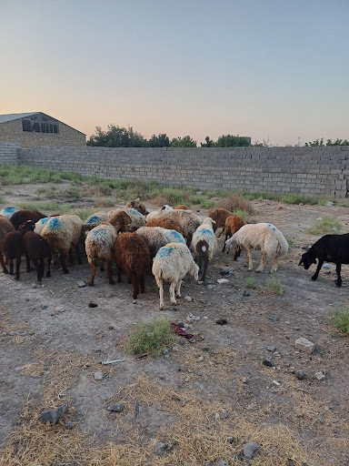 دامداری افشار