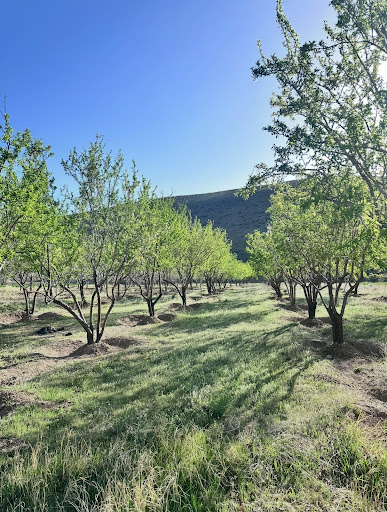 اندیس کشت مهکی