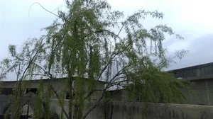 شرکت تعاونی آناتو سبز شهریار