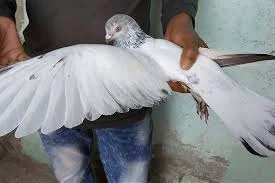 کاکلی پزی صابری