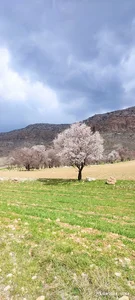 باغ کوهپایه حامد