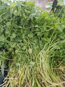 سبزی فروشی ترخون مارکت