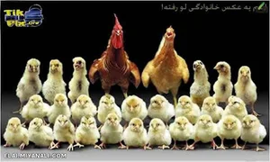 فروشگاه مرغ آقاجانی