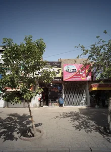 گل بهار