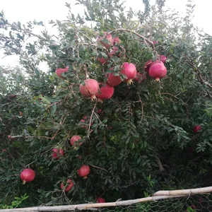 باغ بهشت