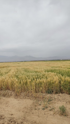 دشت اقبالیه