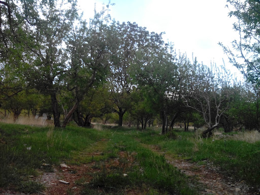 باغات قلعه سرخی