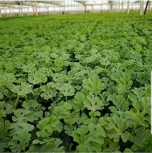 مرکز تخصصی تولید نشای جنوب