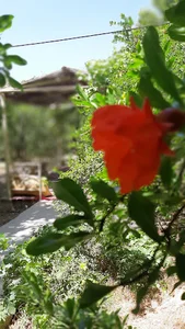 رستوران باغ نرگس