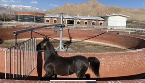 mountain horse club