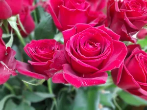 گالری گل مریم 4