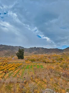 سرو کهنسال زربین سنگان شهرستان خاش