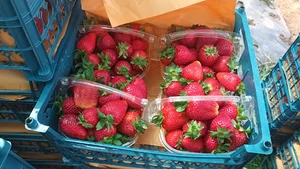 Nika farm_مزرعه نیکا