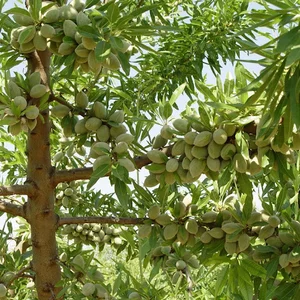 باغ بادام علی دلاوری
