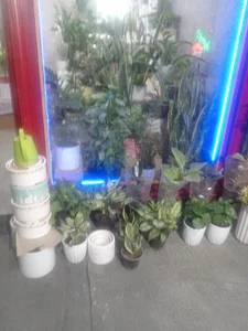 گلخانه آرامش 4