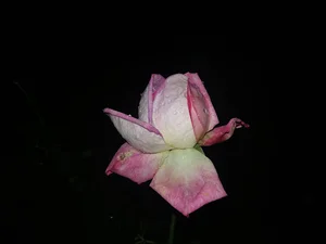 عکاسی عبادی (آیدین)