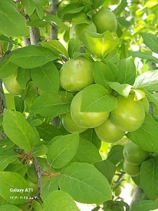 باغ آرمین کهنی