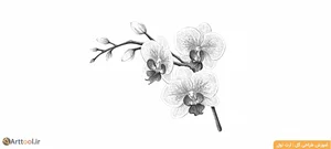 گالری گل میخک طلایی