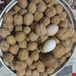 گردو تویسرکان اسپی نات espinut .walnut