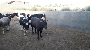 دامداری عباس تلخابی