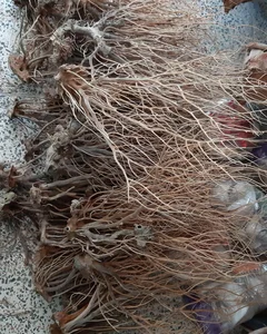 آکواریوم سانفیش زنجان 2