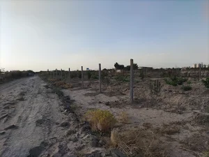 باغ انگوری