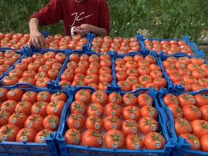 گلخانه تربتی نژاد