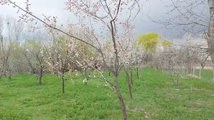 Nariman saraie