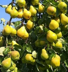 نهالستان بختیاری انواع نهال اصلاح شده و انواع گل های زینتی...