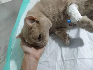 مرکز خدمات دامپزشکی دنیا حیوانات 3