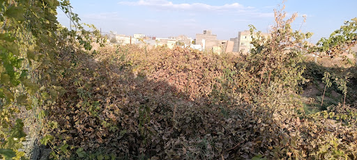 باغ رضا صحرارو