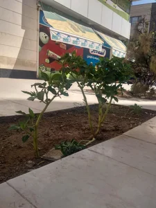 هایپر مارکت برهان 5