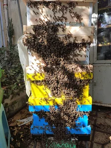 بوستان گلچهر