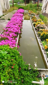 سنگبری حامی