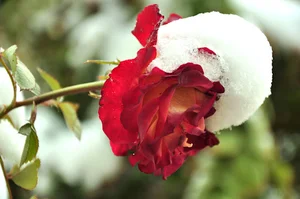 عکاسی سجاد