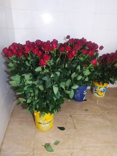 گلخانه رز