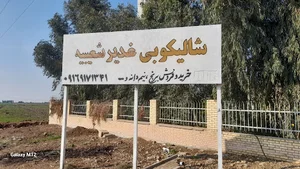 شالیکوبی غدیر شعیبیه