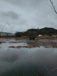 شیشارستان