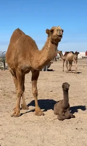 مزارع الوفره