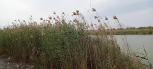 بوستان جنگلی 3