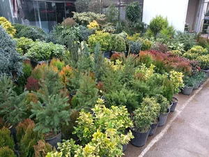 گل وگیاه باغچه ای