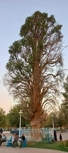 سرو کهن ترشیز